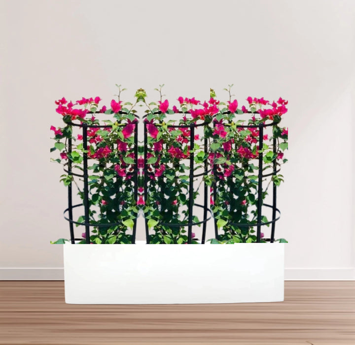 3 Bougainvillea Spectabilis  80 - 100cm in Grp Planter (100-30-30cm)