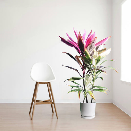 Cordyline