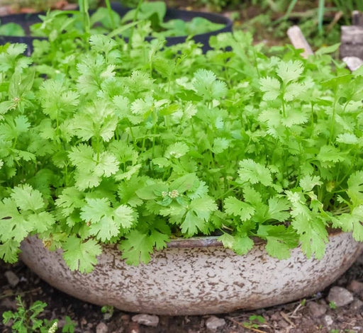 Coriander Agrimax Seeds