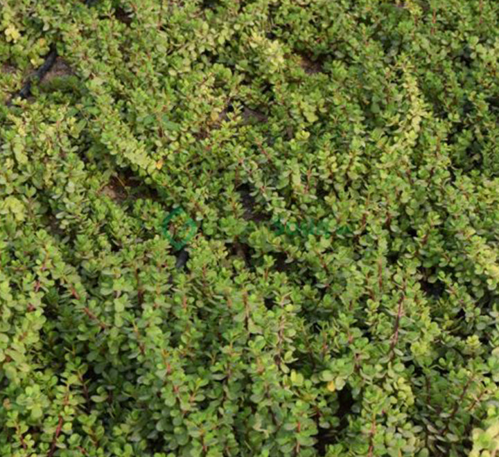 Portulacaria Afra "Elephant Bush"