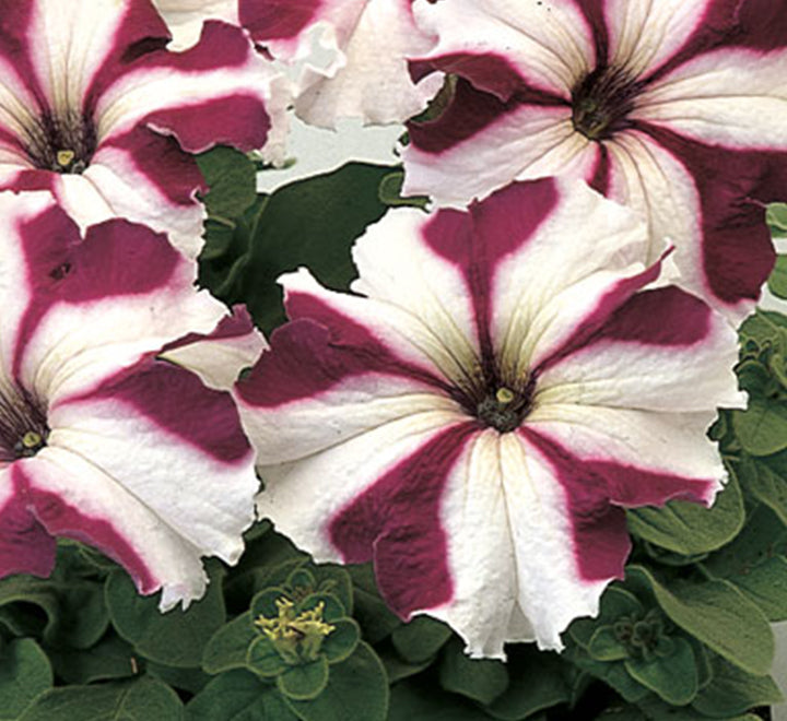 Petunia Mix Flowering Plant "Petunias"