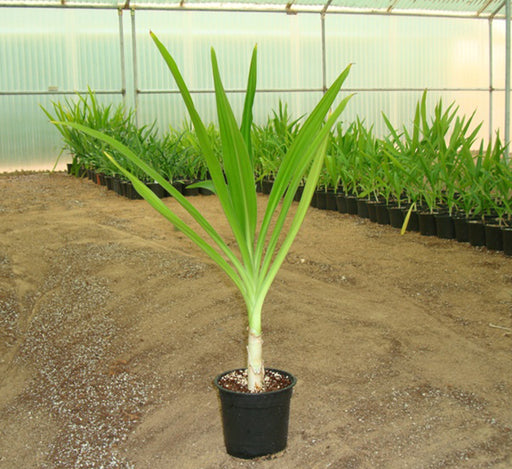 Crinum asiaticum “Spider lily or Seashore lily”