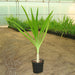 Crinum asiaticum “Spider lily or Seashore lily”