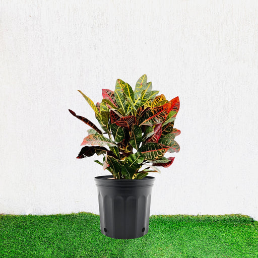 Croton Petra “Garden Croton” 40 – 60cm