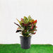 Croton Petra “Garden Croton” 40 – 60cm
