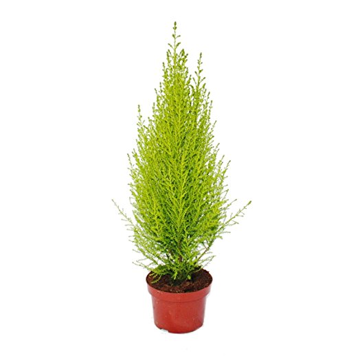 Cupressus Macrocarpa, Goldcrest Wilma, Lemon Cyperus