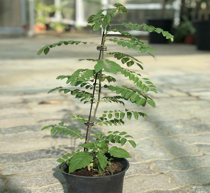 Curry Leaves Or Kadi Patta 30 – 40cm