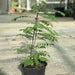 Curry Leaves Or Kadi Patta 30 – 40cm