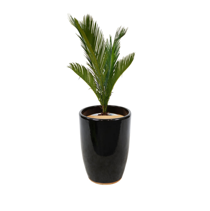 Cycas Revoluta "Sago Palm" 60-80cm in White Ceramic Pot