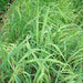 Lemon Grass or Cymbopogon citratus 40 – 60cm