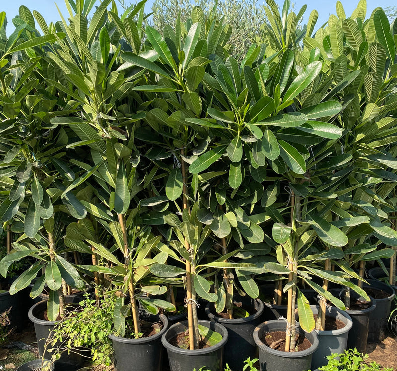 Plumeria Obtusa "Frangipani, The Temple Tree or Champa"