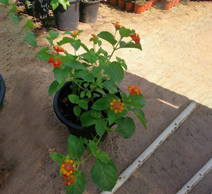 Lantana camara “Red Sage” 30-40cm