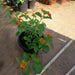 Lantana camara “Red Sage” 30-40cm