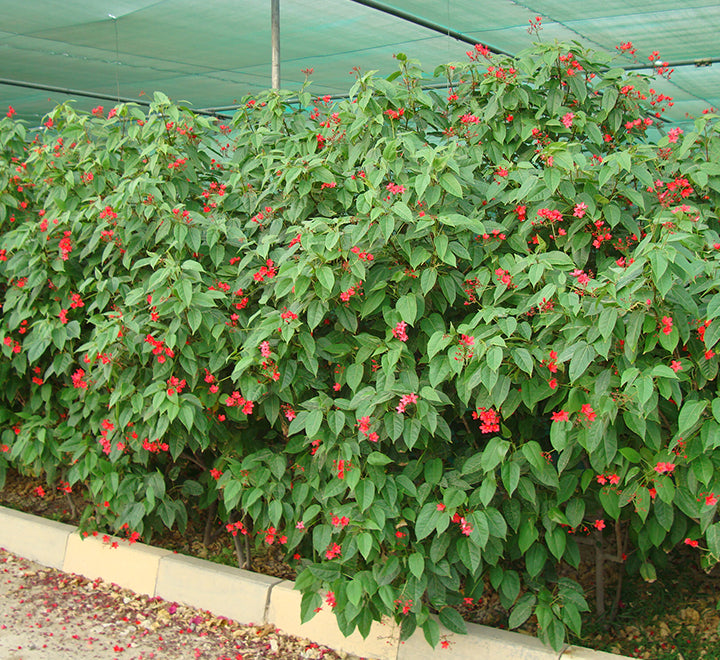 Jatropha integerrima “peregrina or spicy jatropha”