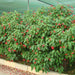 Jatropha integerrima “peregrina or spicy jatropha”