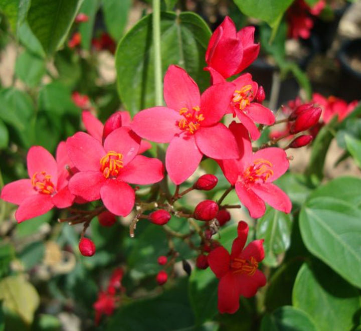 Jatropha integerrima “peregrina or spicy jatropha”