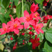 Jatropha integerrima “peregrina or spicy jatropha”