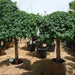 Ficus diversifolia (Rounded)
