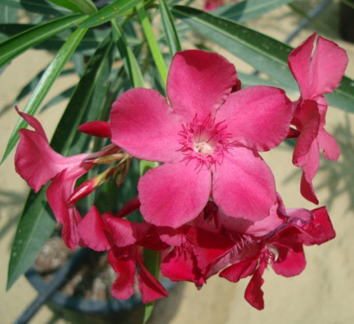 Oleander "Nerium Oleander" Mix Copa 30L