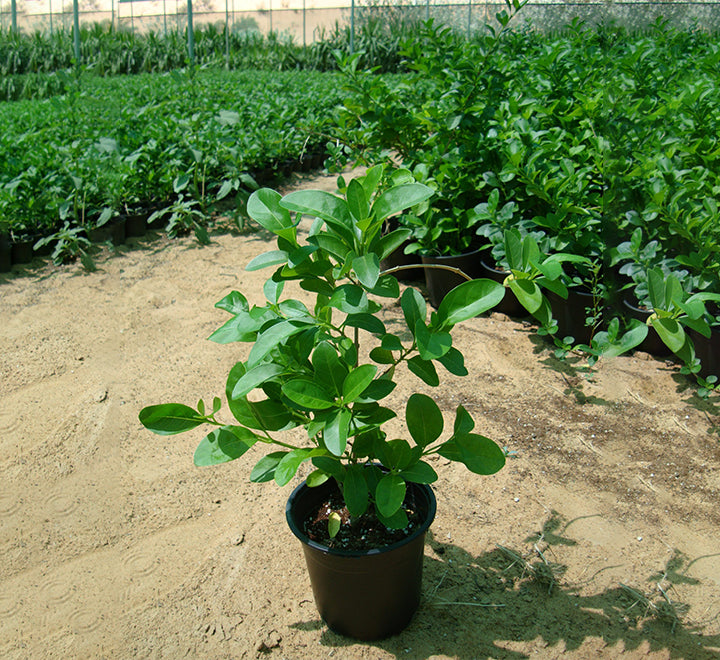 Clerodendrum inerme (Wild Jasmine)