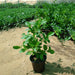 Clerodendrum inerme (Wild Jasmine)