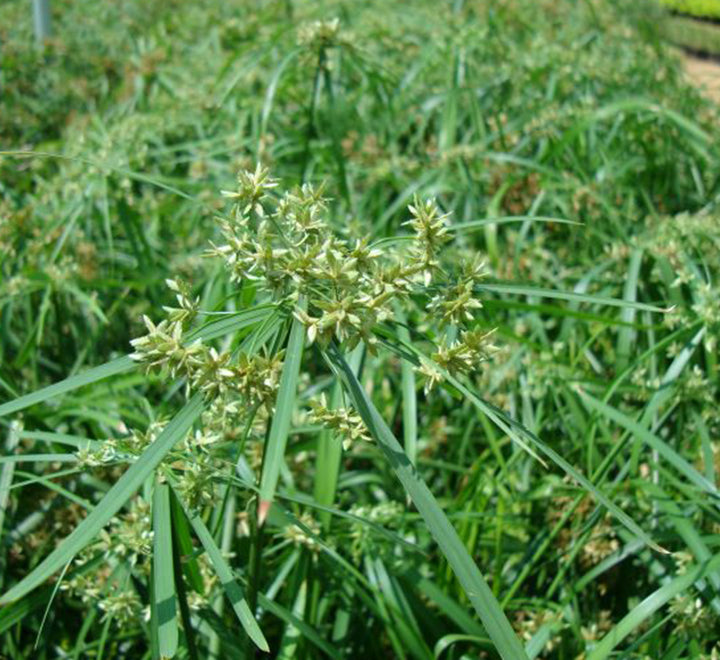 Cyperus alternifolius “umbrella papyrus”