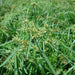 Cyperus alternifolius “umbrella papyrus”