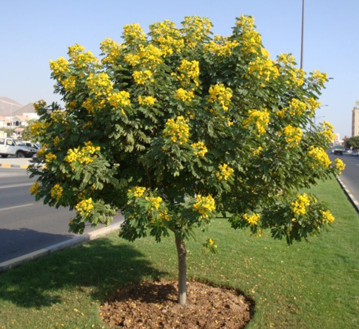 Cassia Surattensis "Scrambled Egg Plant"