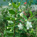 Myrtus communis “‎Myrtle” 40 – 60cm