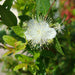Myrtus communis “‎Myrtle” 40 – 60cm