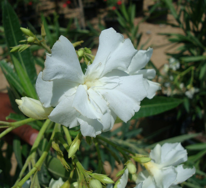 Oleander "Nerium Oleander" Mix Copa 30L