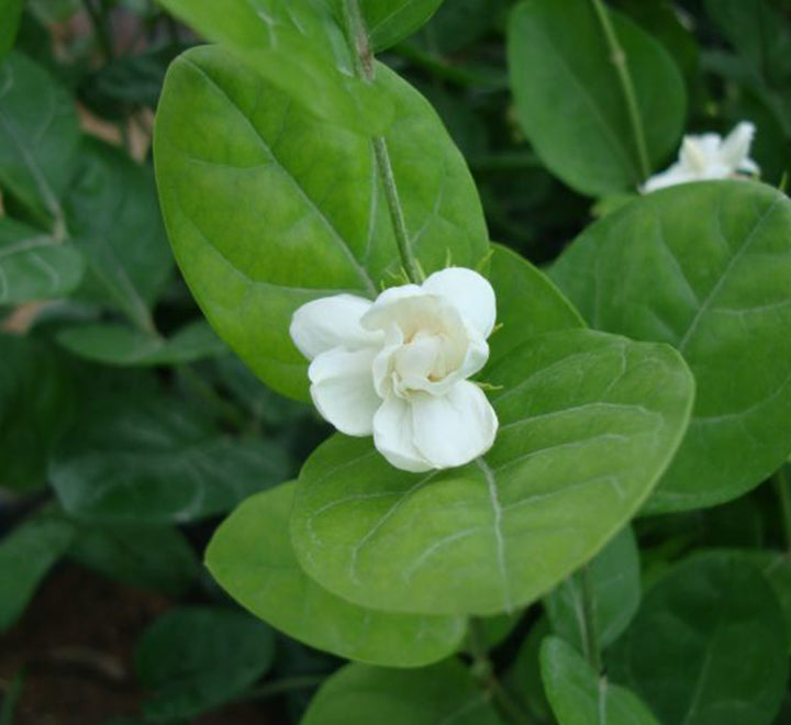 Jasminum sambac “The Arabian Jasmine” 50 – 70cm overall height