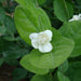 Jasminum sambac “The Arabian Jasmine” 50 – 70cm overall height