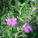 Leucophyllum frutescens “Texas Sage”