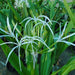 Crinum asiaticum “Spider lily or Seashore lily”