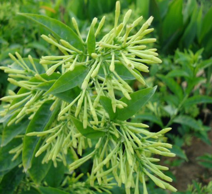 Cestrum nocturnum “Night Queen or Night-blooming jasmine”