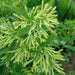 Cestrum nocturnum “Night Queen or Night-blooming jasmine”