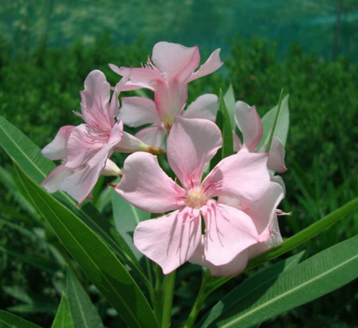Oleander "Nerium Oleander" Mix Copa 30L
