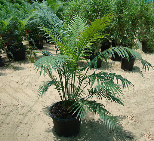 Cycas Circinalis “Queen Sago”