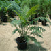 Cycas Circinalis “Queen Sago”