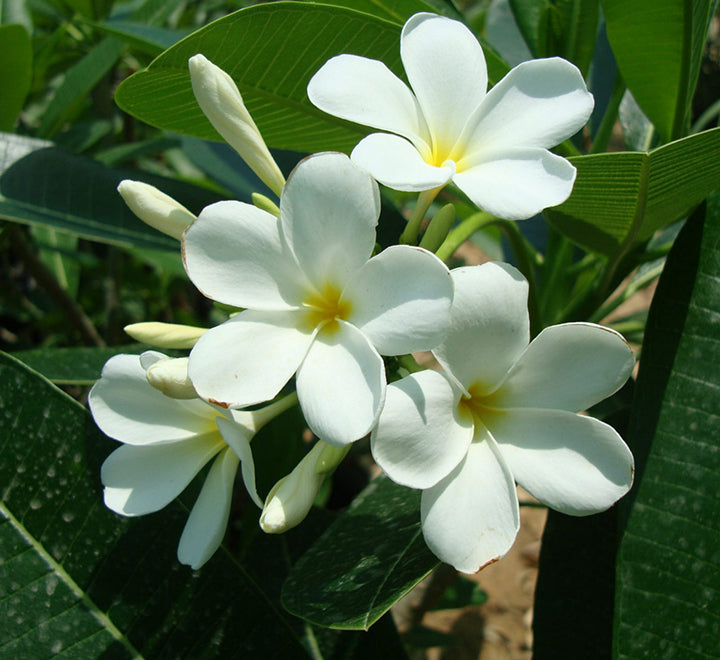Plumeria Obtusa "Frangipani, The Temple Tree or Champa"