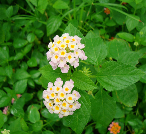 Lantana camara “Pink”