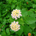 Lantana camara “Pink”