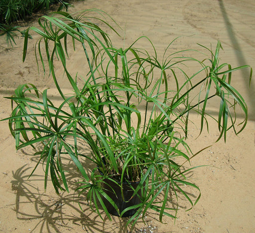 Cyperus alternifolius “umbrella papyrus”