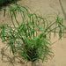 Cyperus alternifolius “umbrella papyrus”