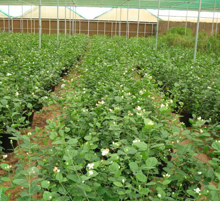 Jasminum sambac “The Arabian Jasmine” 50 – 70cm overall height