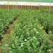 Jasminum sambac “The Arabian Jasmine” 50 – 70cm overall height
