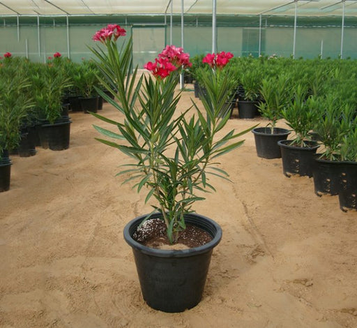 Nerium oleander Green Souq