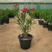 Nerium oleander Green Souq