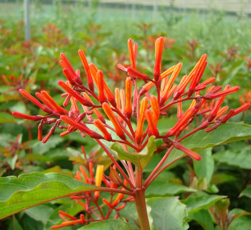 Hamelia patens “Fire Bush”